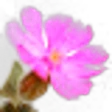 Campion Flower
