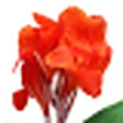 Canna flower