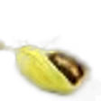 Cardamom