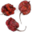 Carolina Reaper