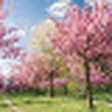 Cherry Tree