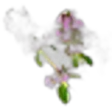 Clary Sage