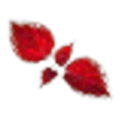 Coleus