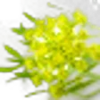 Crithmum