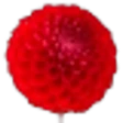 Dahlia