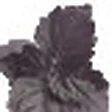 Dark Patchouli