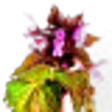 deadnettle