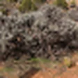 Desert Sagebrush