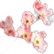 Dogwood Blossom