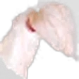 Dove tree