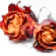 Dried Rose