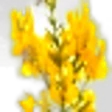 Dyer’s Greenweed