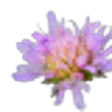 Field scabious