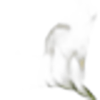 Freesia