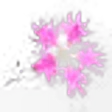 Fringed Pink