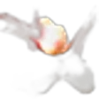 Galanga
