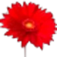 Gerbera