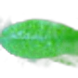 Grapefruit Leaf