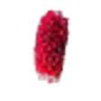 Great Burnet