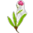 Green Nard