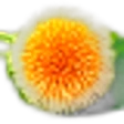 Kadam