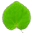Katsura leaf