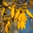 Kowhai