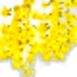 Laburnum