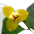 Lamduan Flower