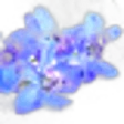 Larkspur