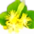 Lime (Linden) Blossom