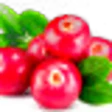 Lingonberry