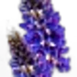 Lupin