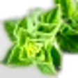 Marjoram