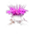 Monarda
