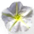 Moon Flower