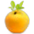 Nashi Pear