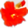 Nasturtium