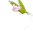 Nerium Oleander