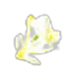 Ornithogalum