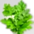 Parsley