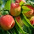 Peach Tree