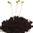 Peat