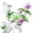 Pennyroyal