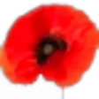 Poppy