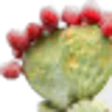 prickly pear