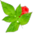 Raspberry leaf