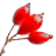 Rose Hip