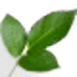 Rose Leaf