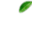 Sandalwood Flower